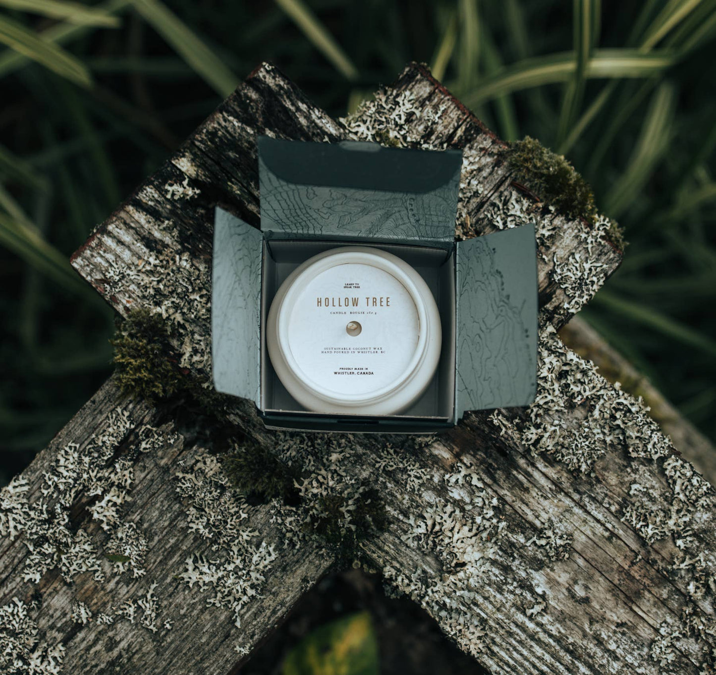 Hollow Tree Cathedral Grove Scented Candle